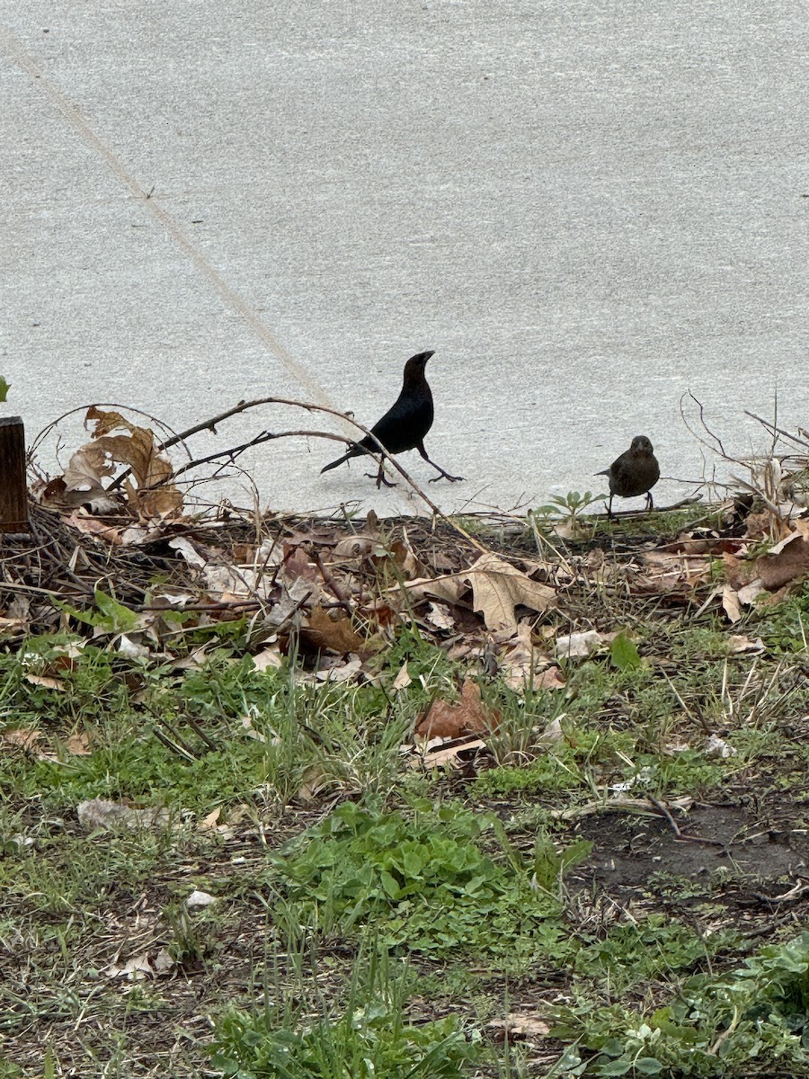 Brown-headed Cowbird - ML634417296