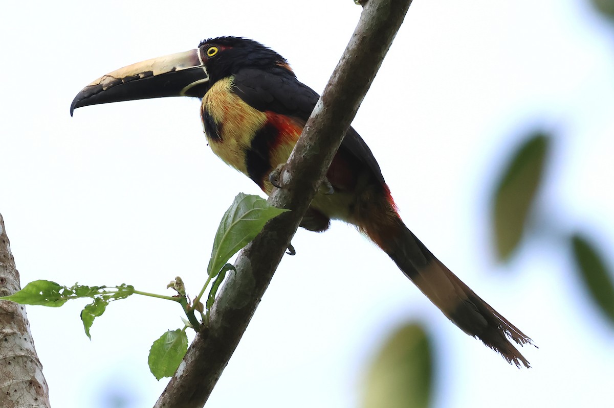 Kuşaklı/Soluk Gagalı Arasari - ML634417348