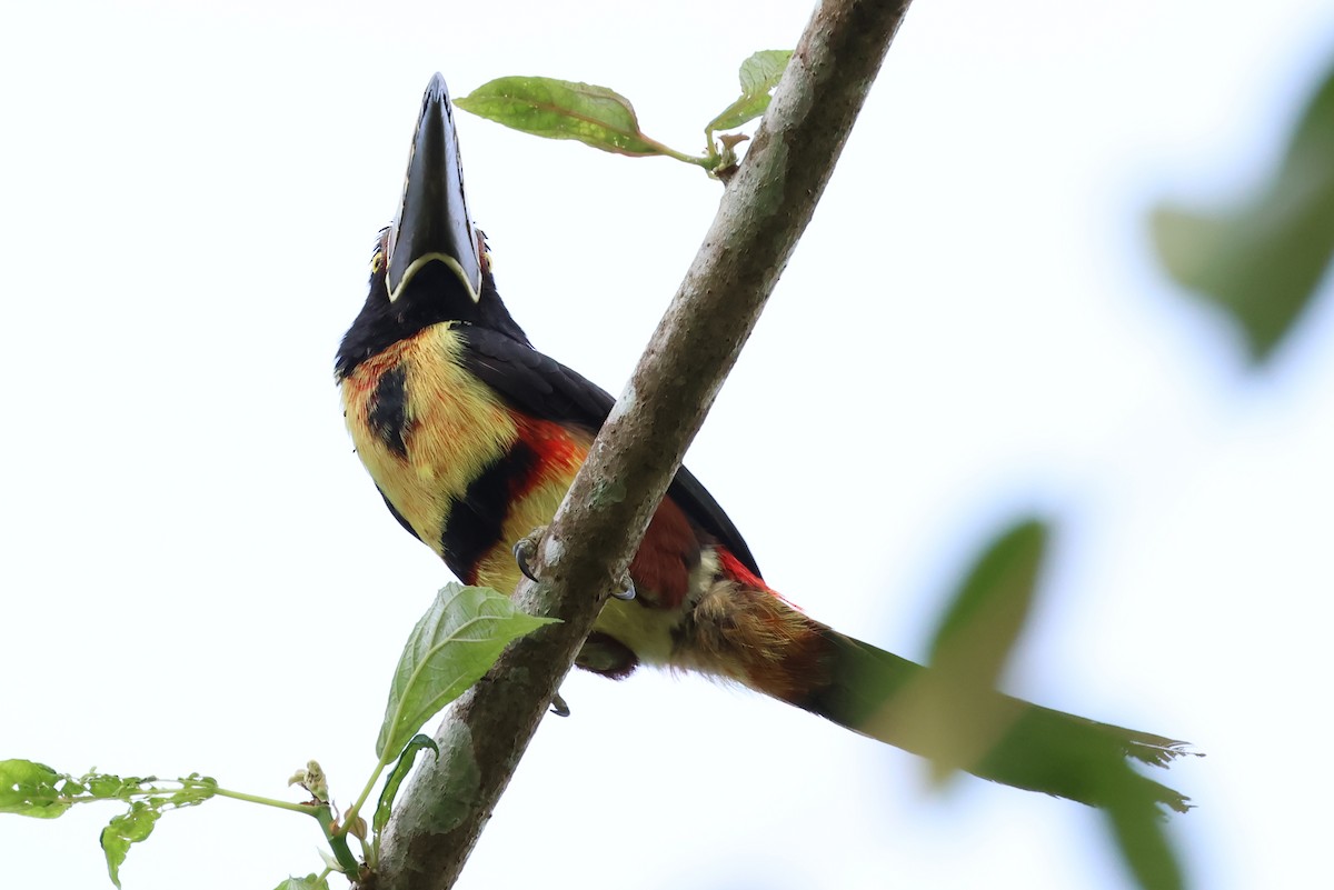 Kuşaklı/Soluk Gagalı Arasari - ML634417351