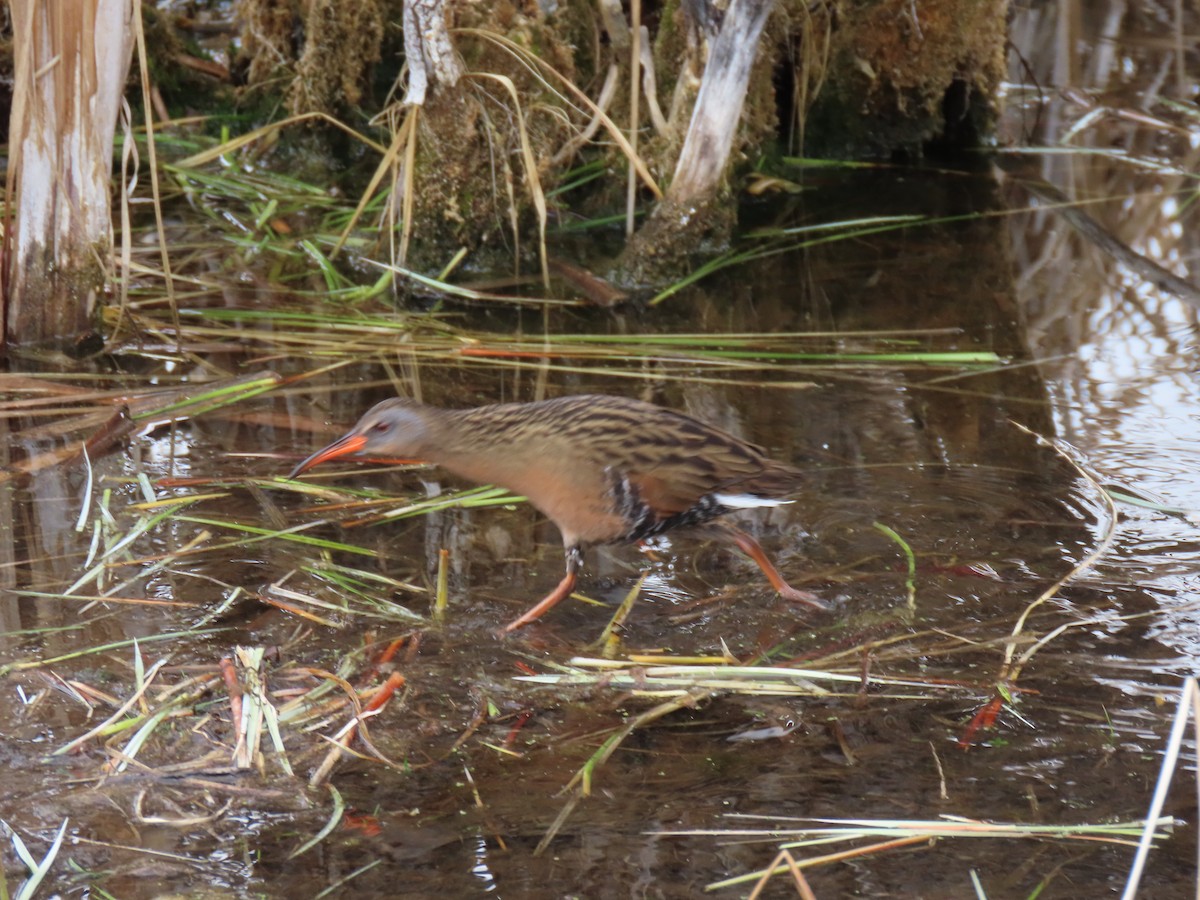 Virginia Rail - ML634417369