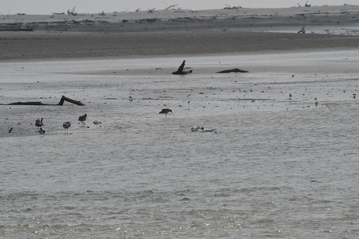 Bar-tailed Godwit - ML634417370