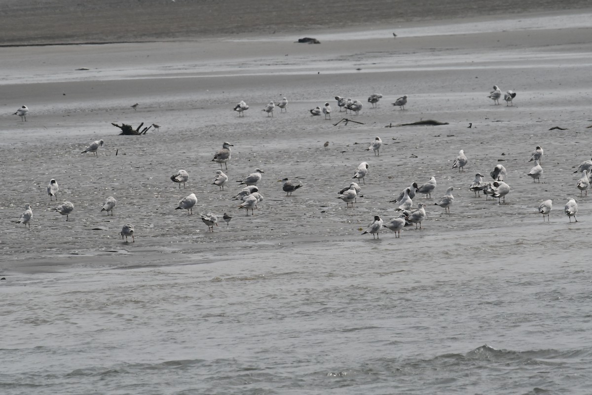 Pallas's Gull - ML634417442