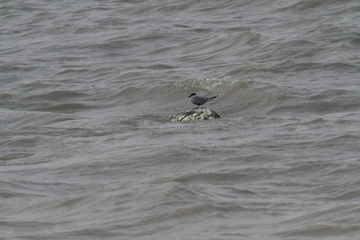 Whiskered Tern - ML634417467