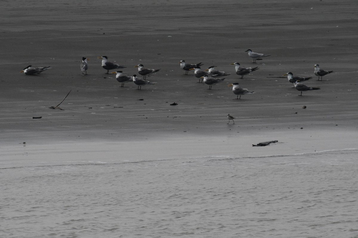 Gull-billed Tern - ML634417540
