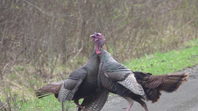 Wild Turkey - ML634417560