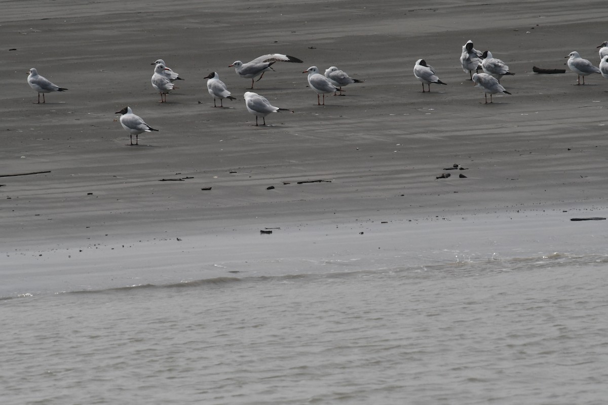 Brown-headed Gull - ML634417718