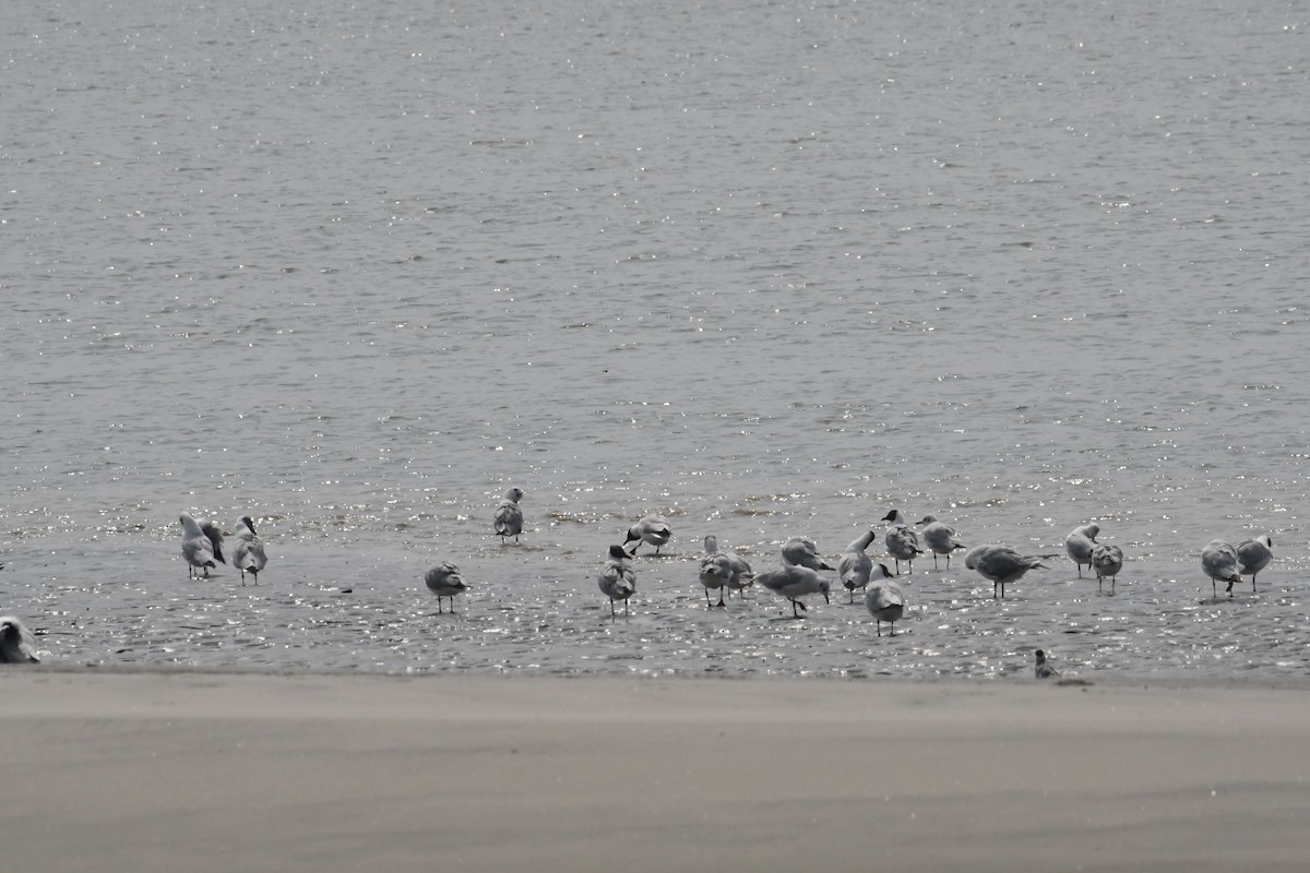 Brown-headed Gull - ML634417719