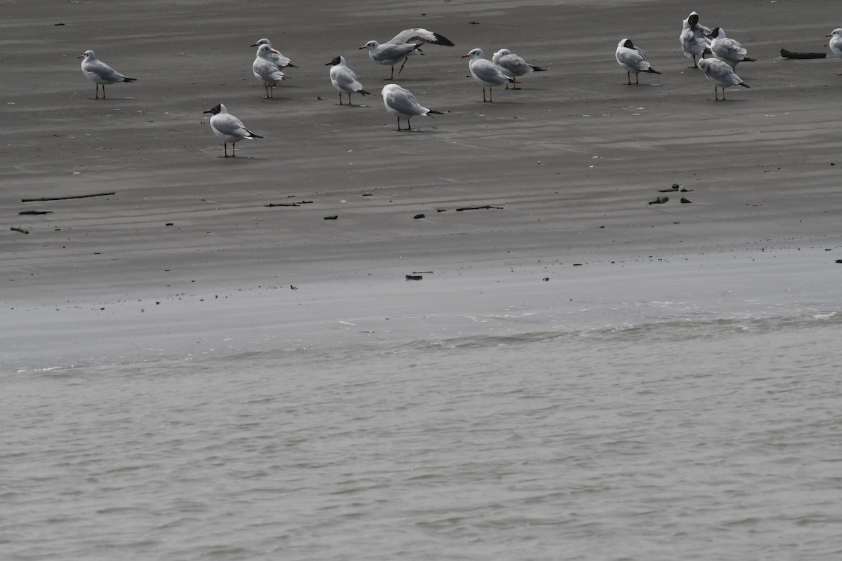 Brown-headed Gull - ML634417720