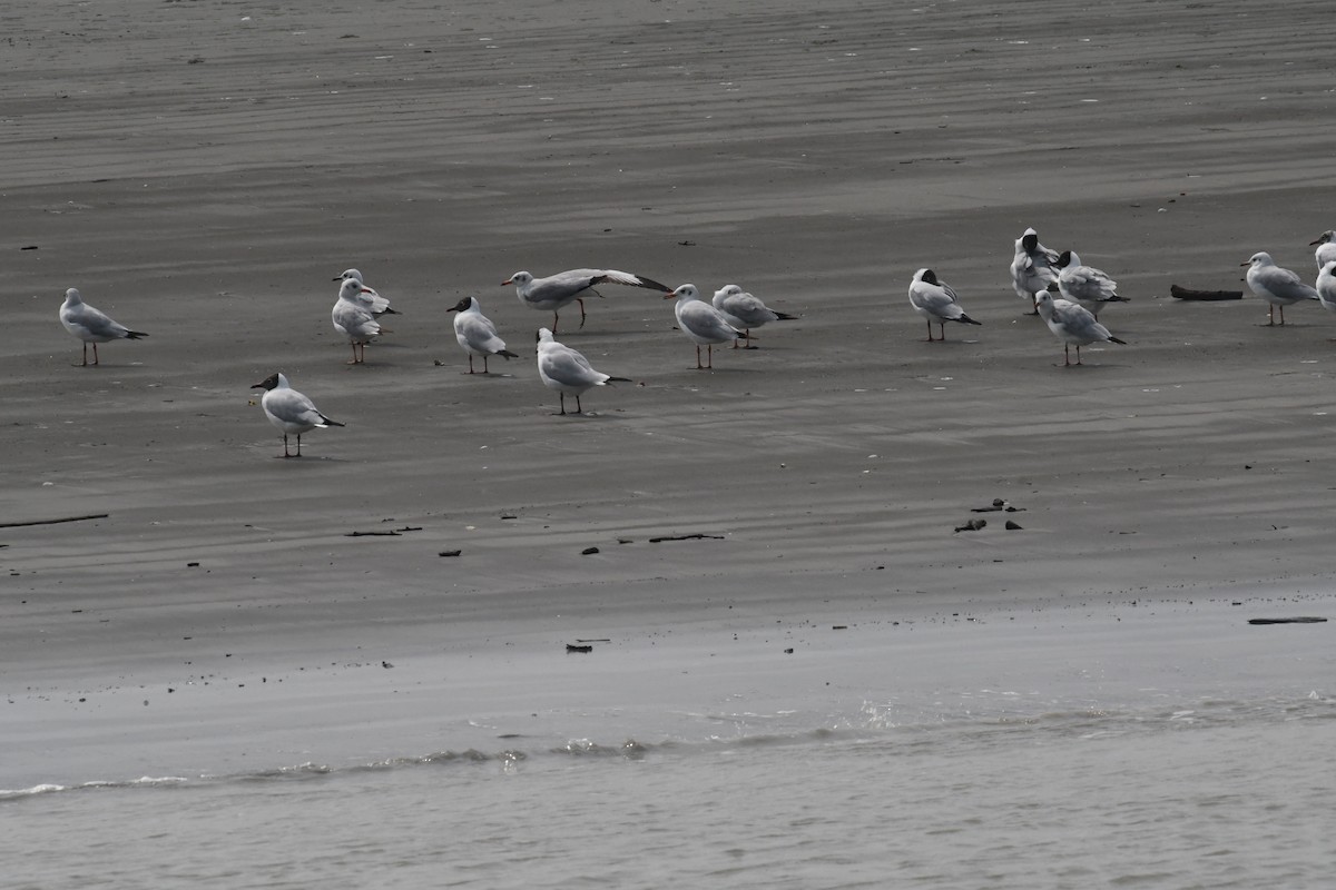 Brown-headed Gull - ML634417721