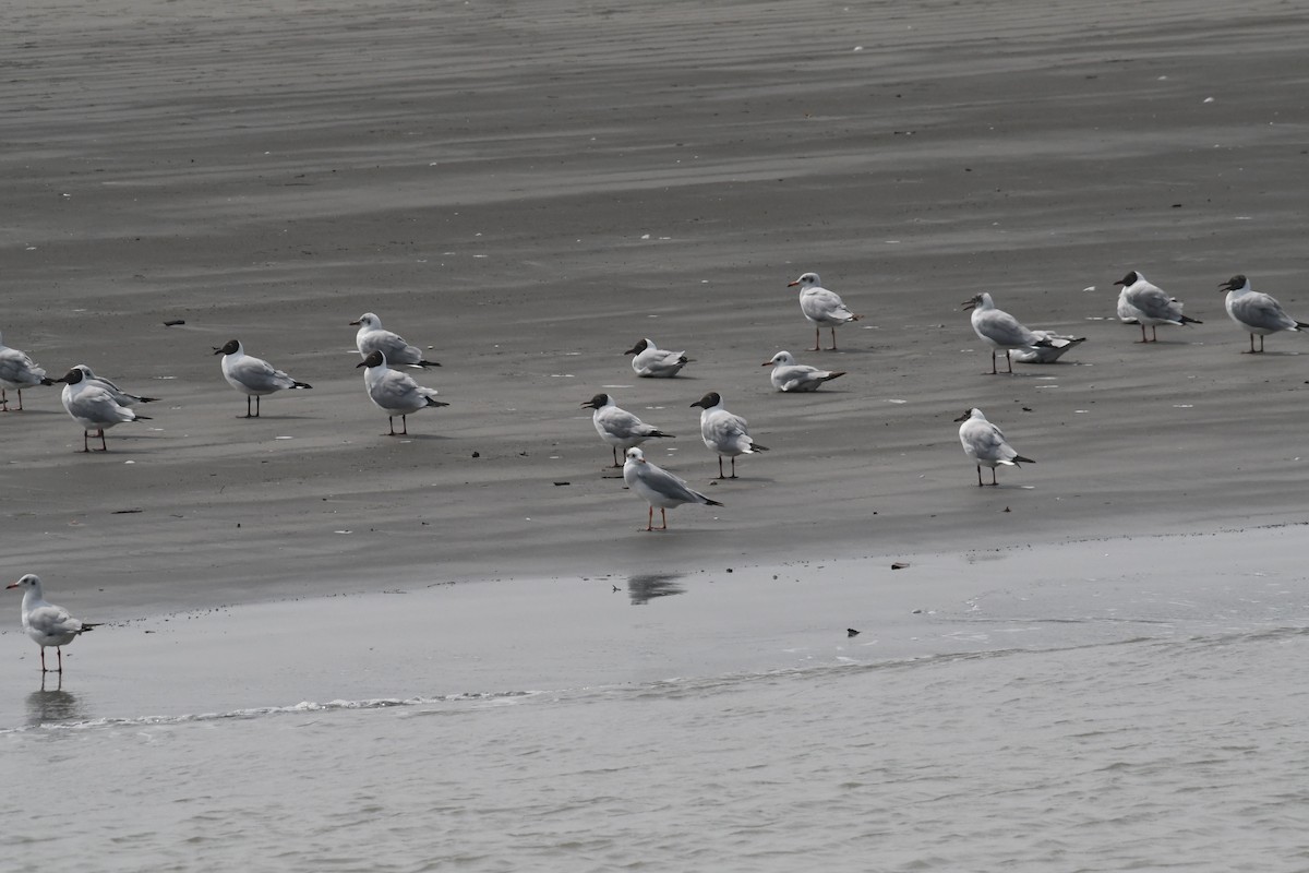 Brown-headed Gull - ML634417722