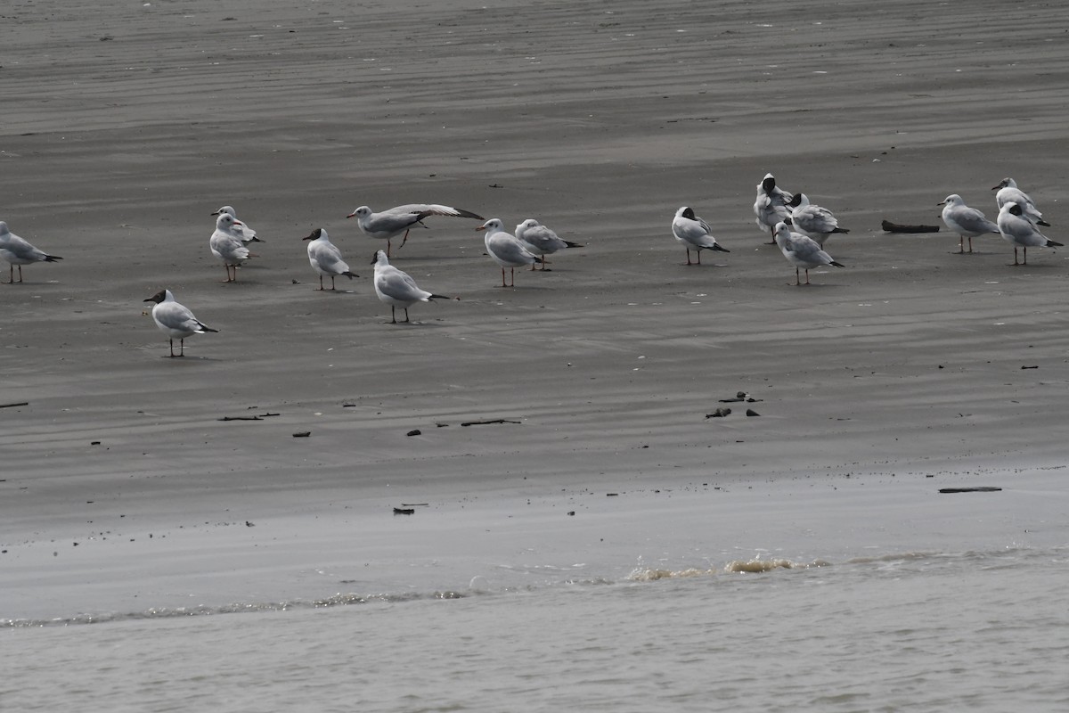 Brown-headed Gull - ML634417723