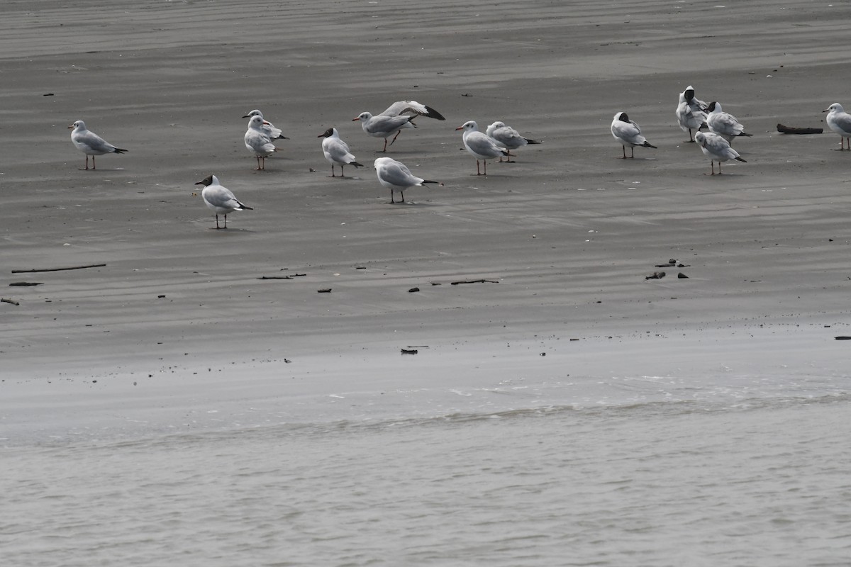 Brown-headed Gull - ML634417724