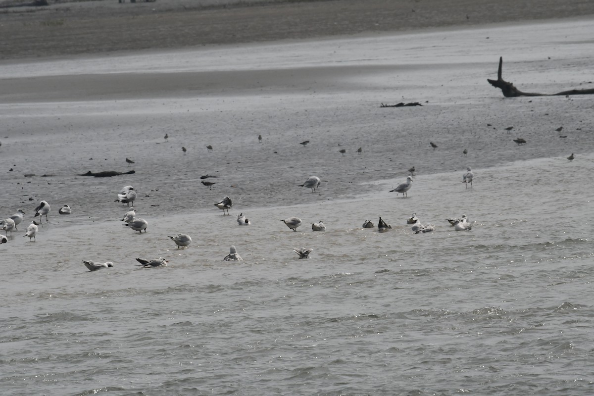 Ruddy Turnstone - ML634417764