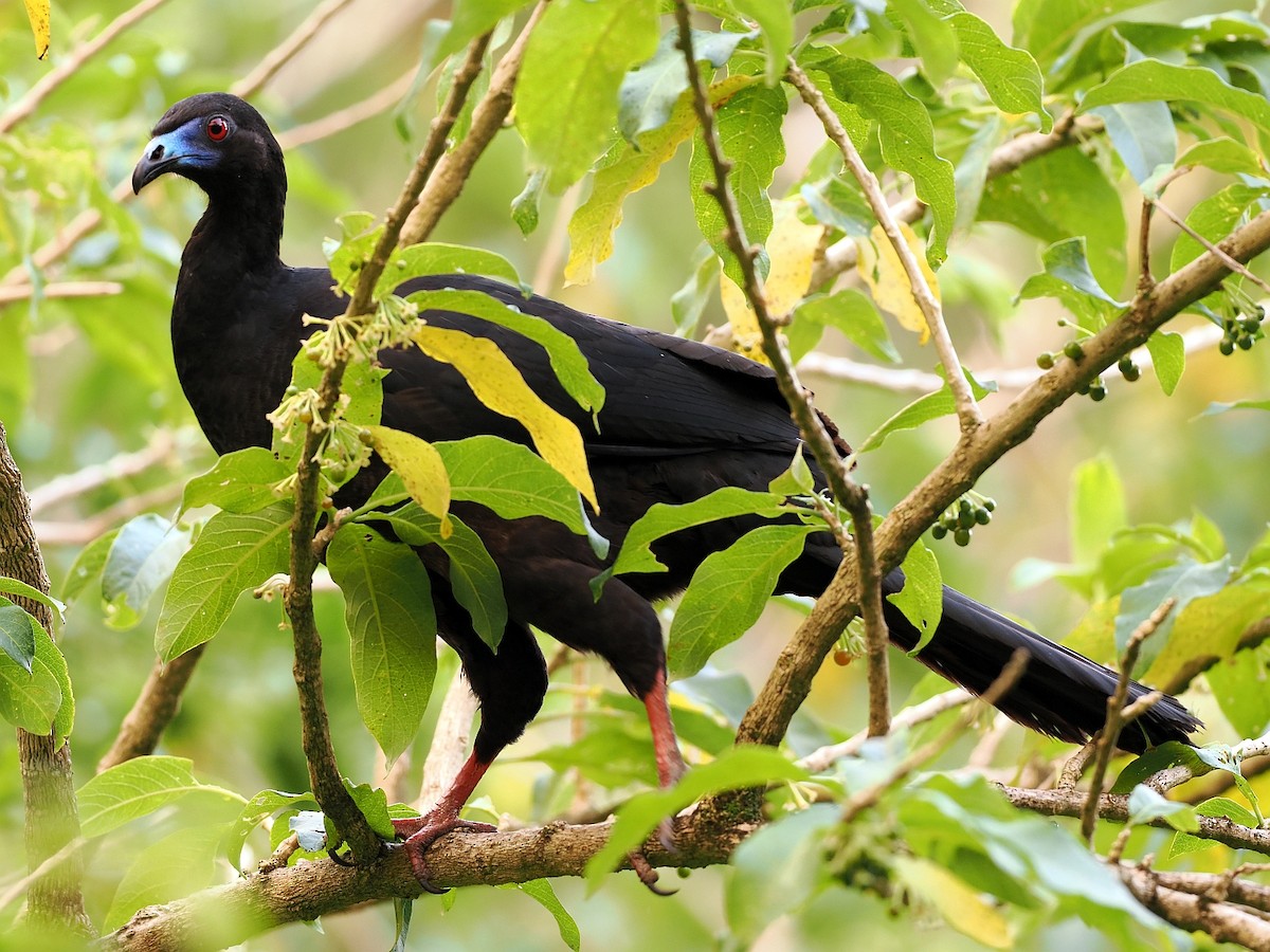 Black Guan - ML634417913