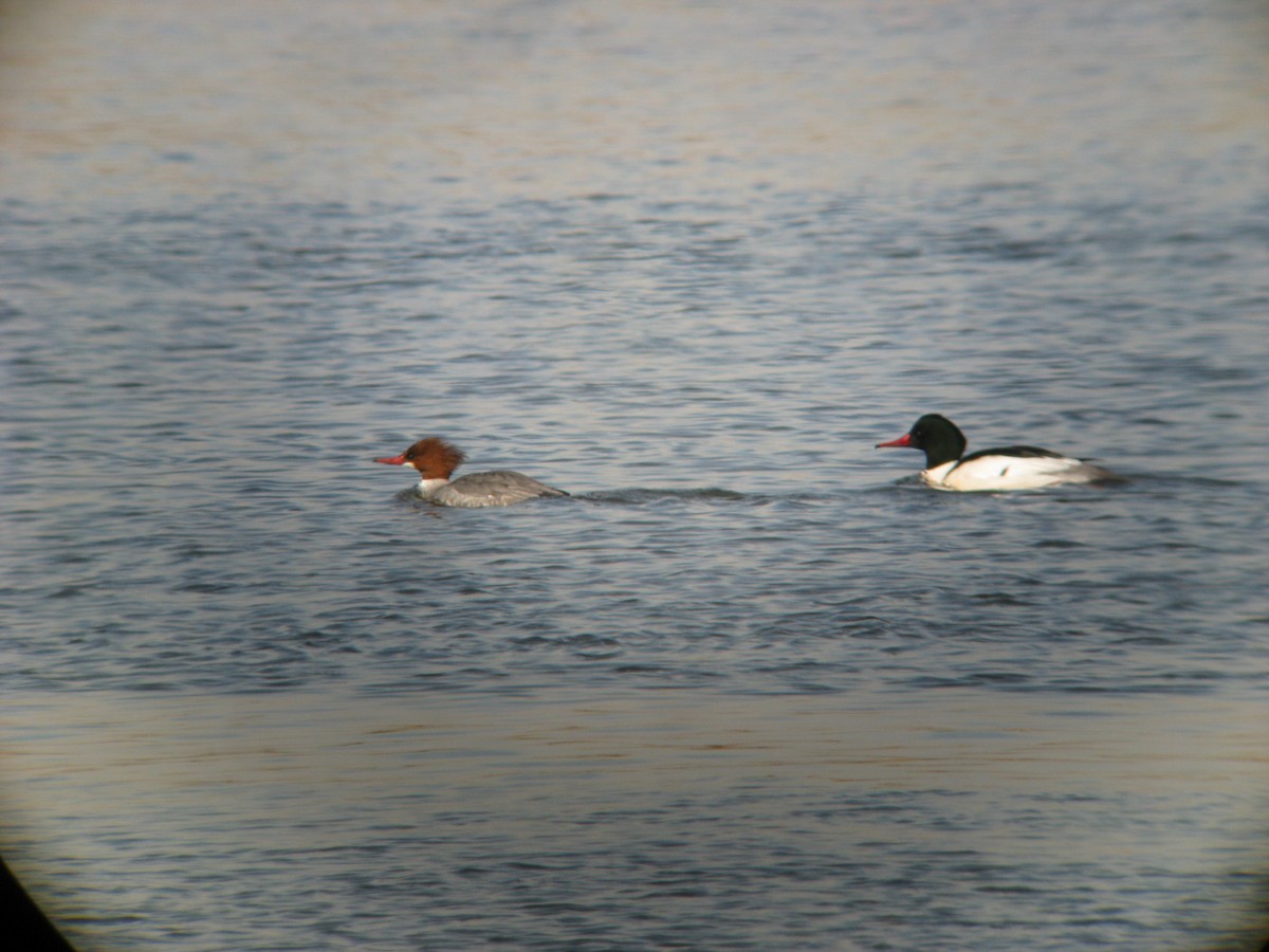 Common Merganser - ML634417951