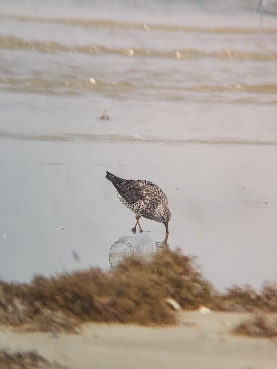 Surfbird - ML634418149