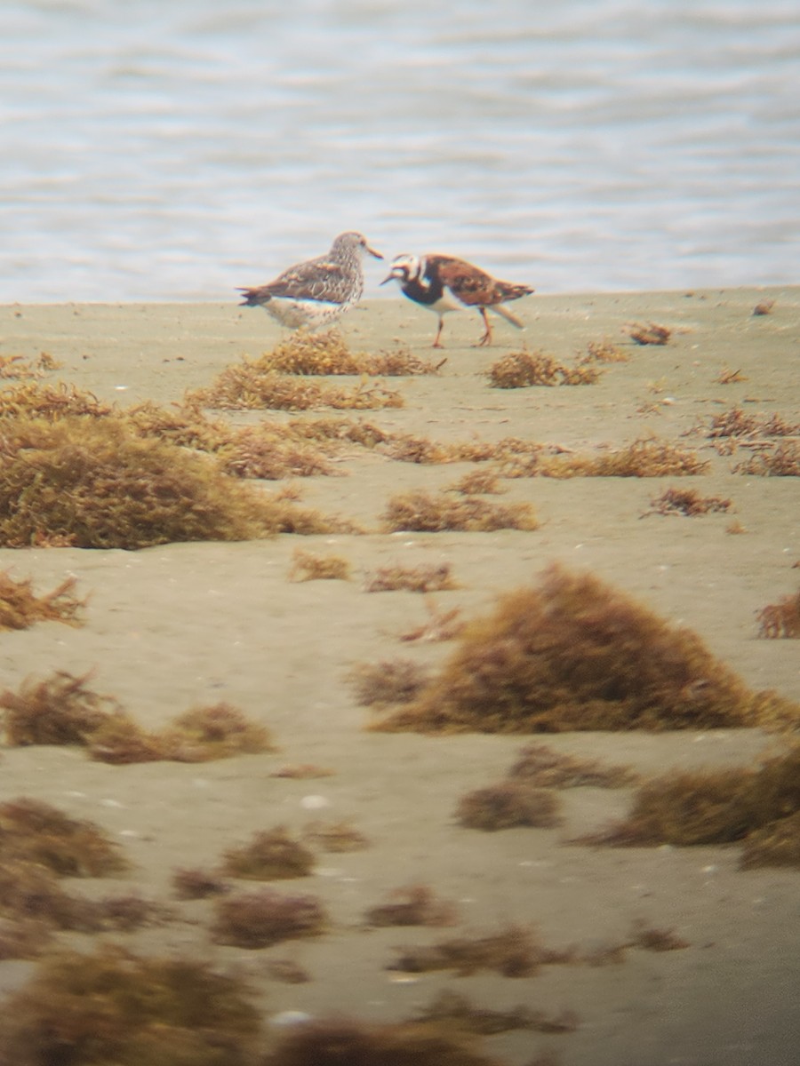 Surfbird - ML634418150