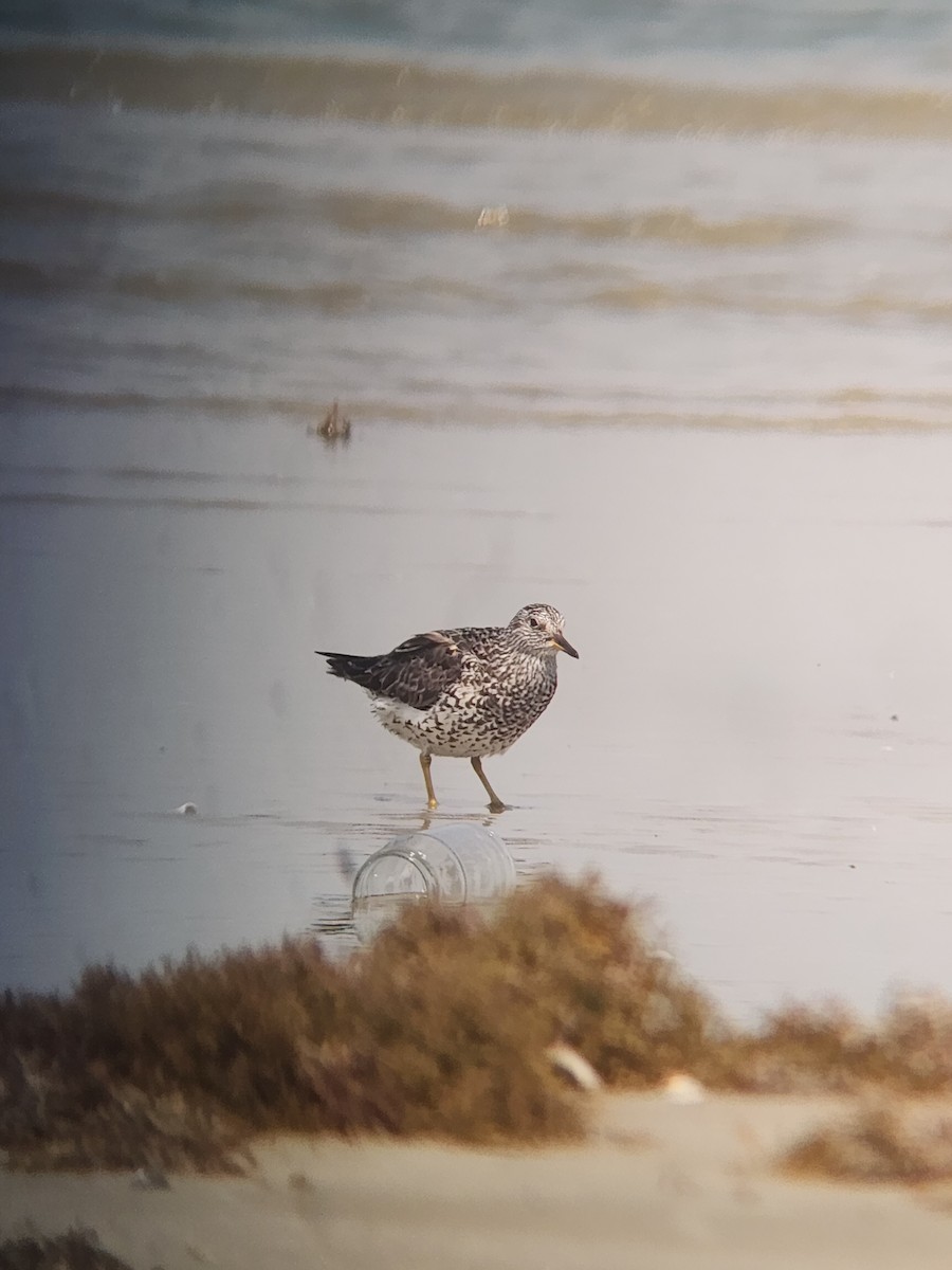 Surfbird - ML634418151