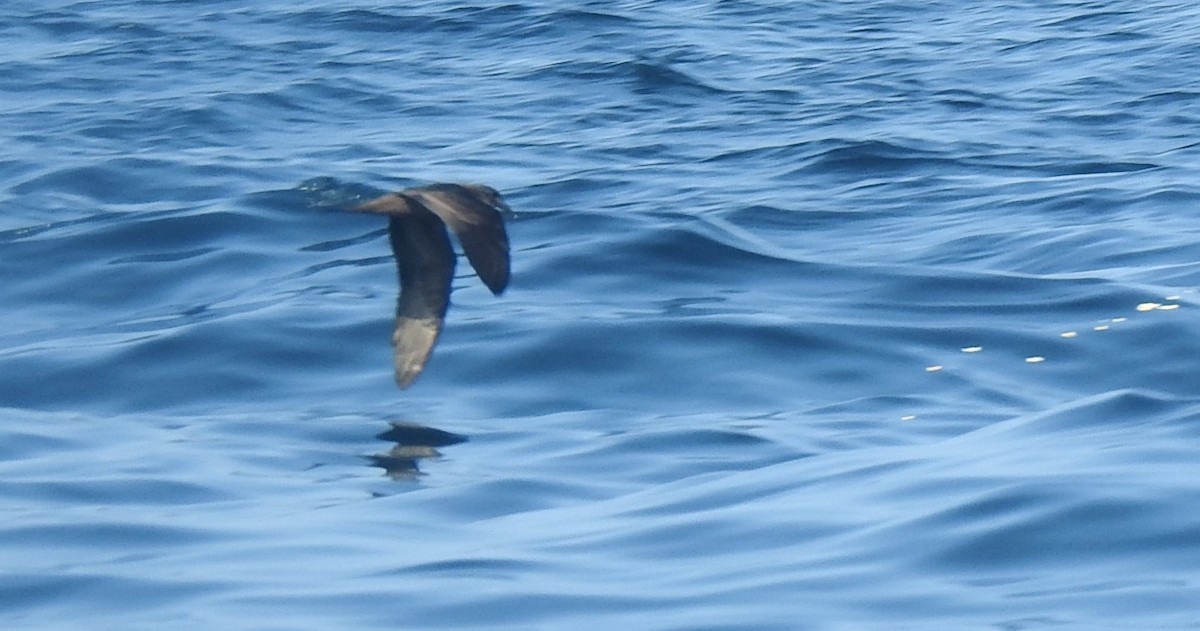 Jouanin's Petrel - ML634418242