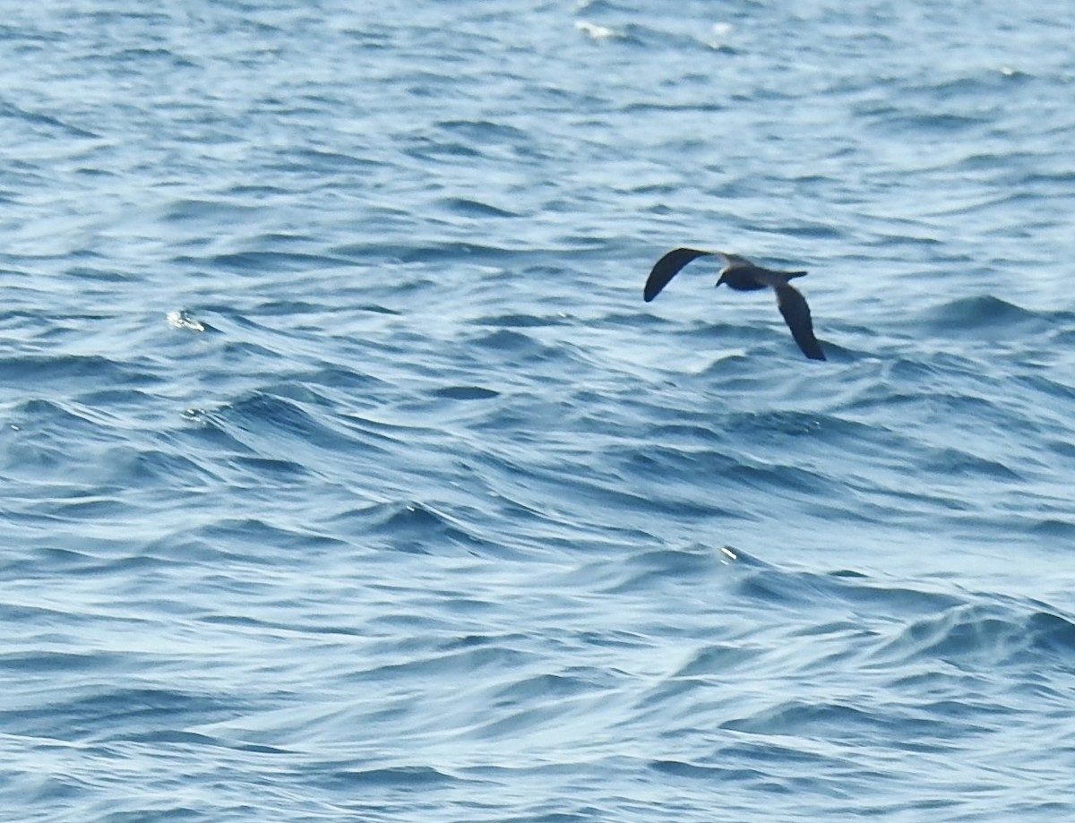 Jouanin's Petrel - ML634418243