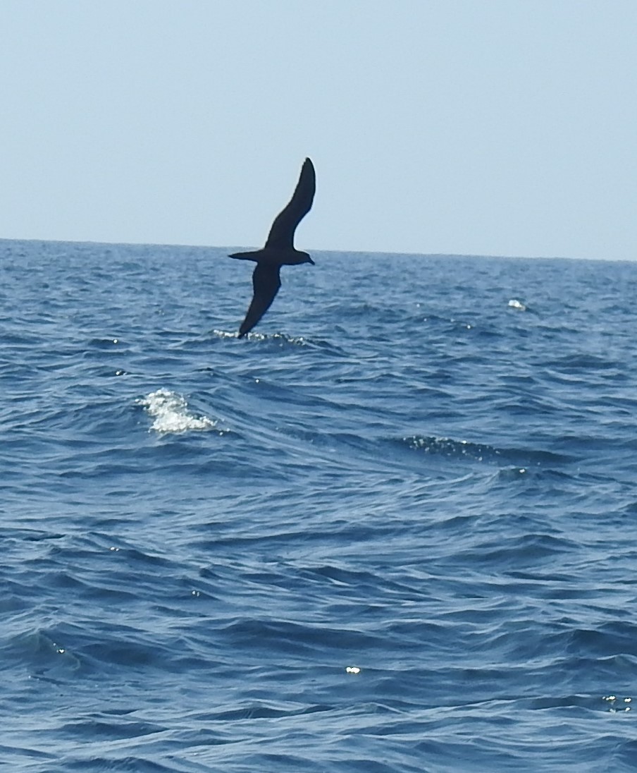 Jouanin's Petrel - ML634418244