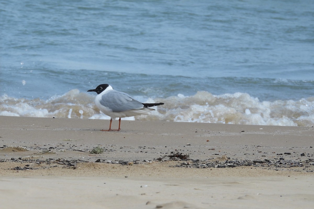 Bonaparte's Gull - ML634418251