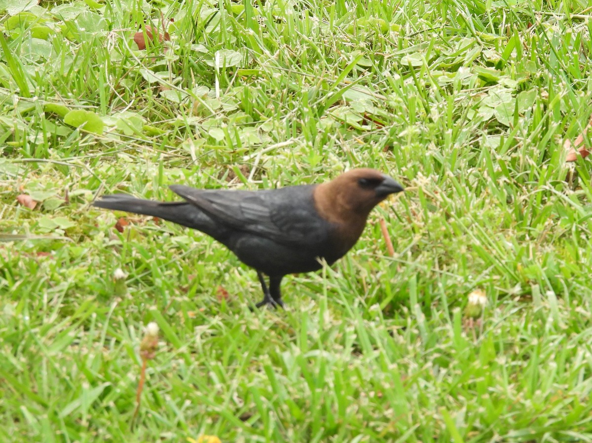 Brown-headed Cowbird - ML634418414
