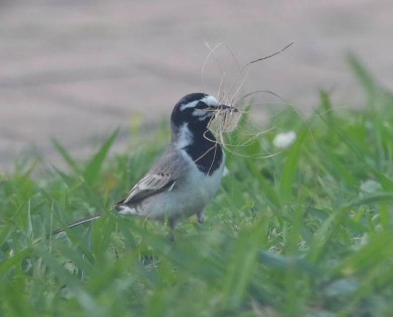 White Wagtail (Moroccan) - ML634418677