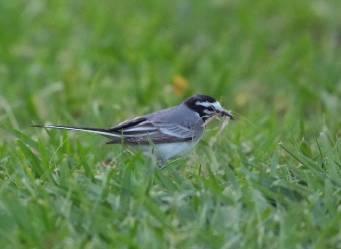 White Wagtail (Moroccan) - ML634418678