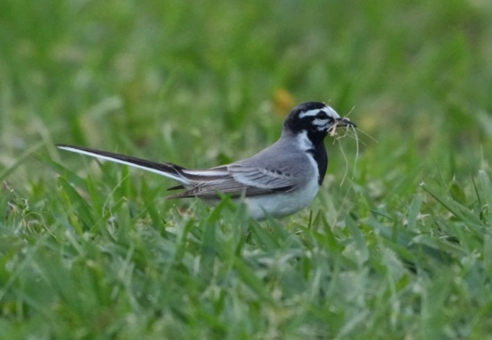 White Wagtail (Moroccan) - ML634418679