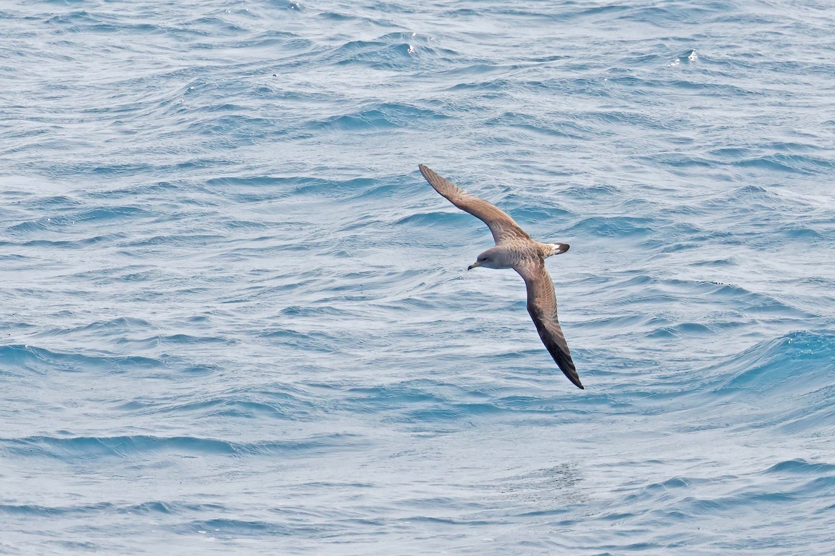 Scopoli's Shearwater - Nathan Wall