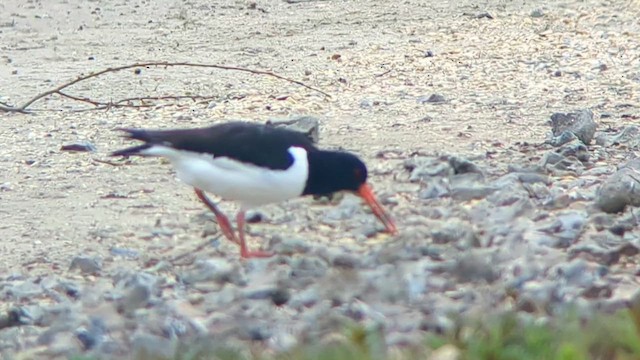 蠣鴴(ostralegus/longipes) - ML634418726