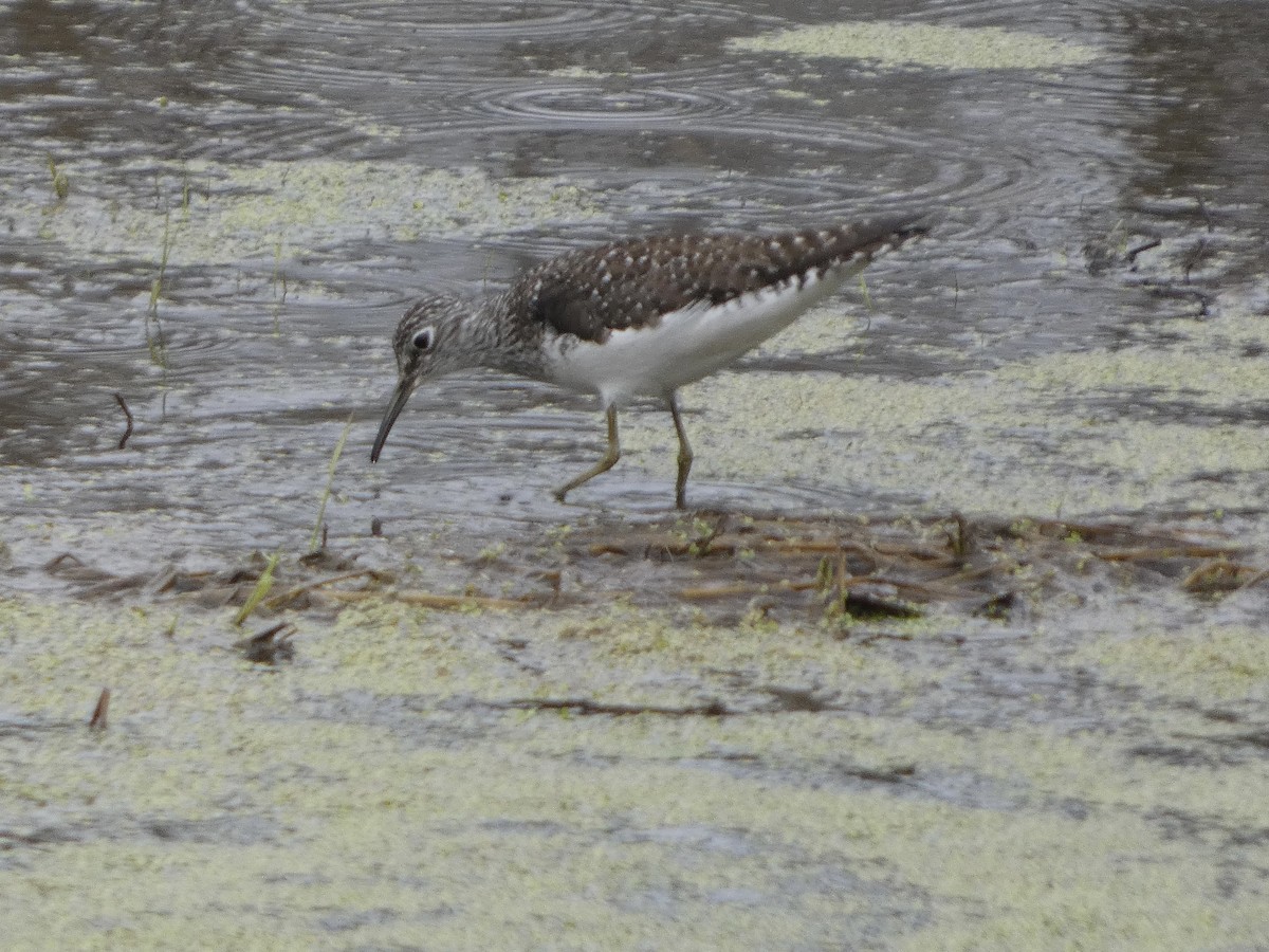 Einsiedelwasserläufer - ML634418765