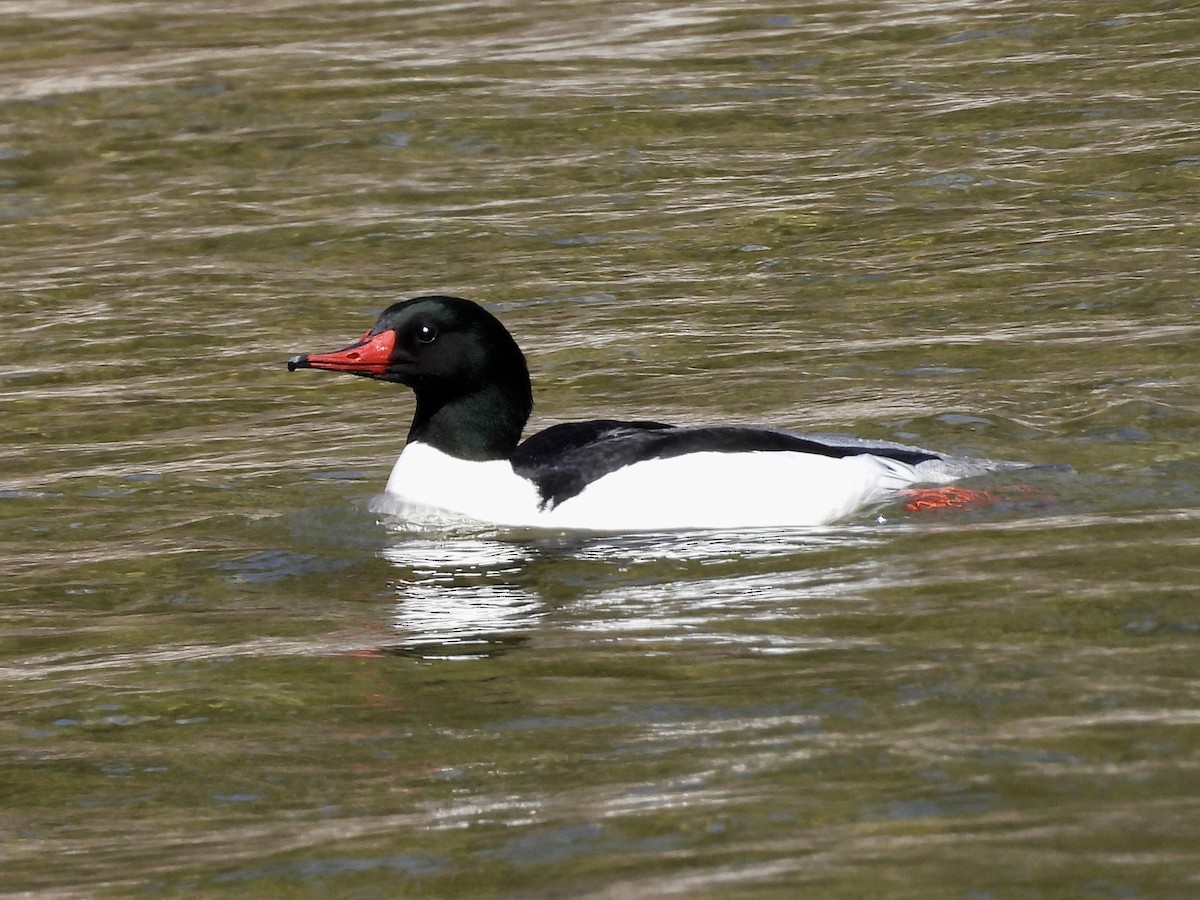 Common Merganser - ML634418780