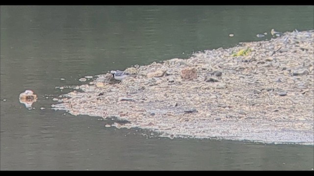 White Wagtail (White-faced) - ML634418781
