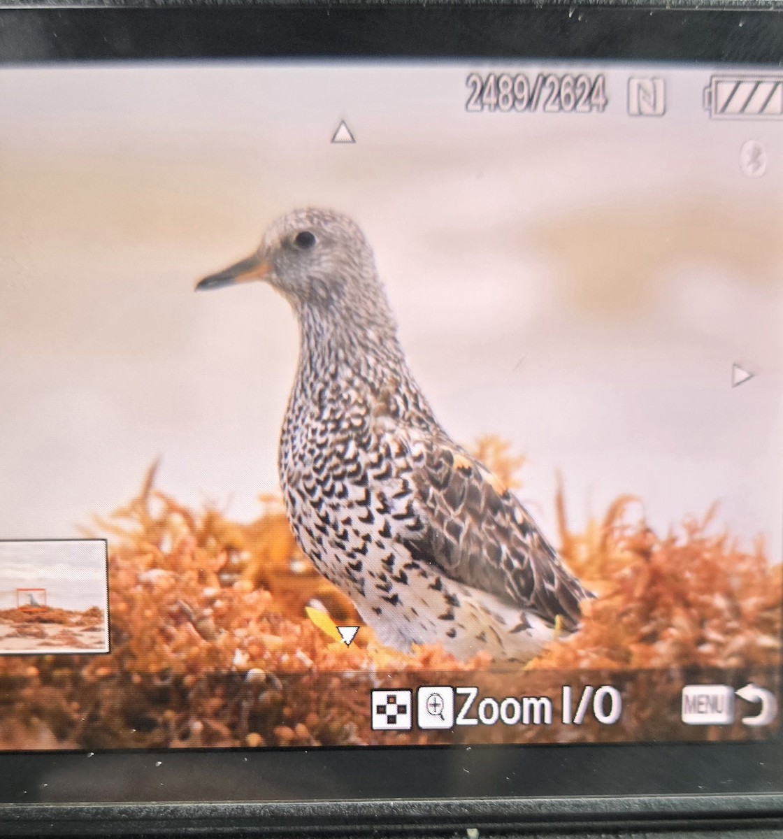 Surfbird - ML634418846