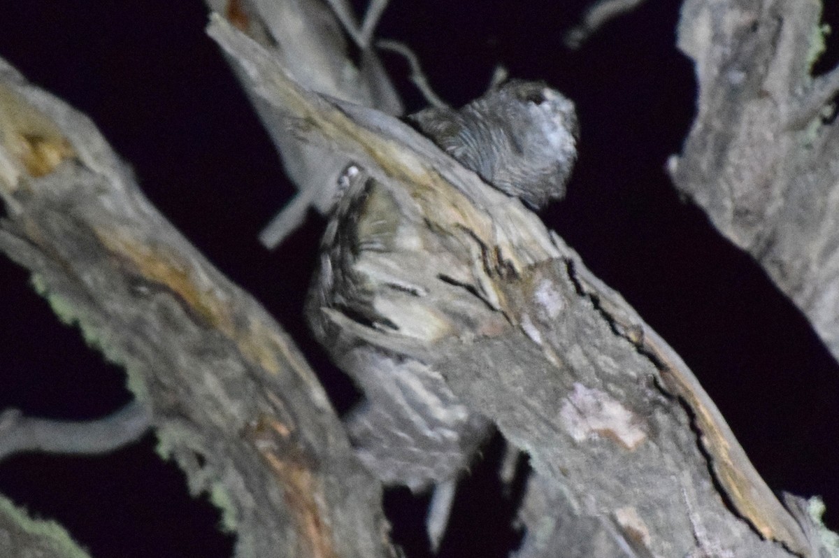 Rufous-legged Owl - ML634418903