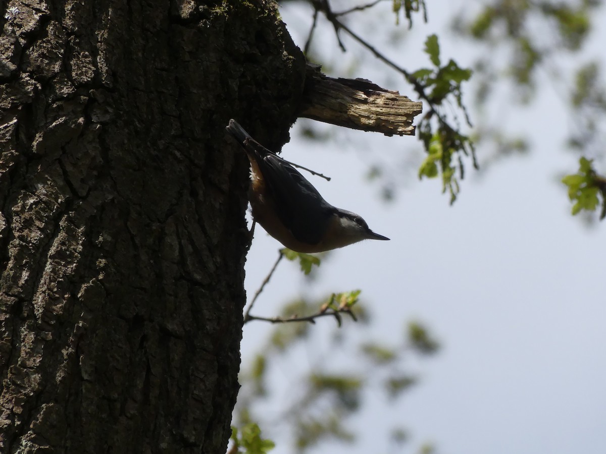 Eurasian Nuthatch - ML634418915