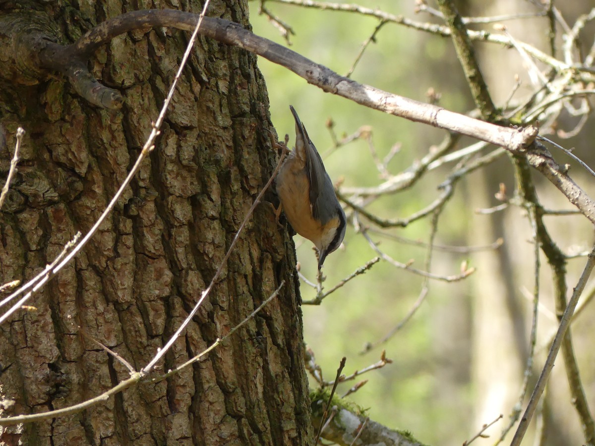 Eurasian Nuthatch - ML634418919