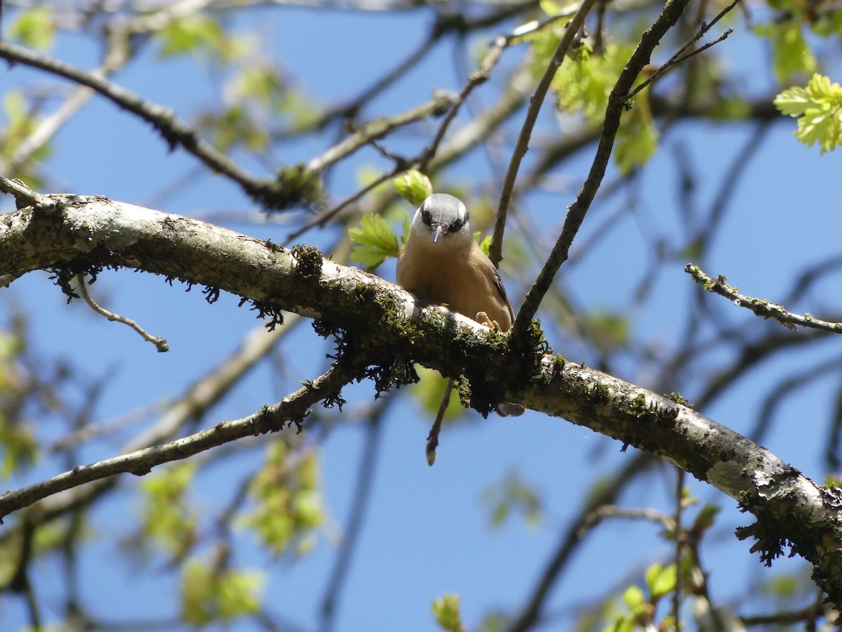 Eurasian Nuthatch - ML634418921