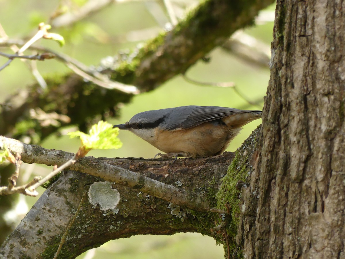 Eurasian Nuthatch - ML634418924