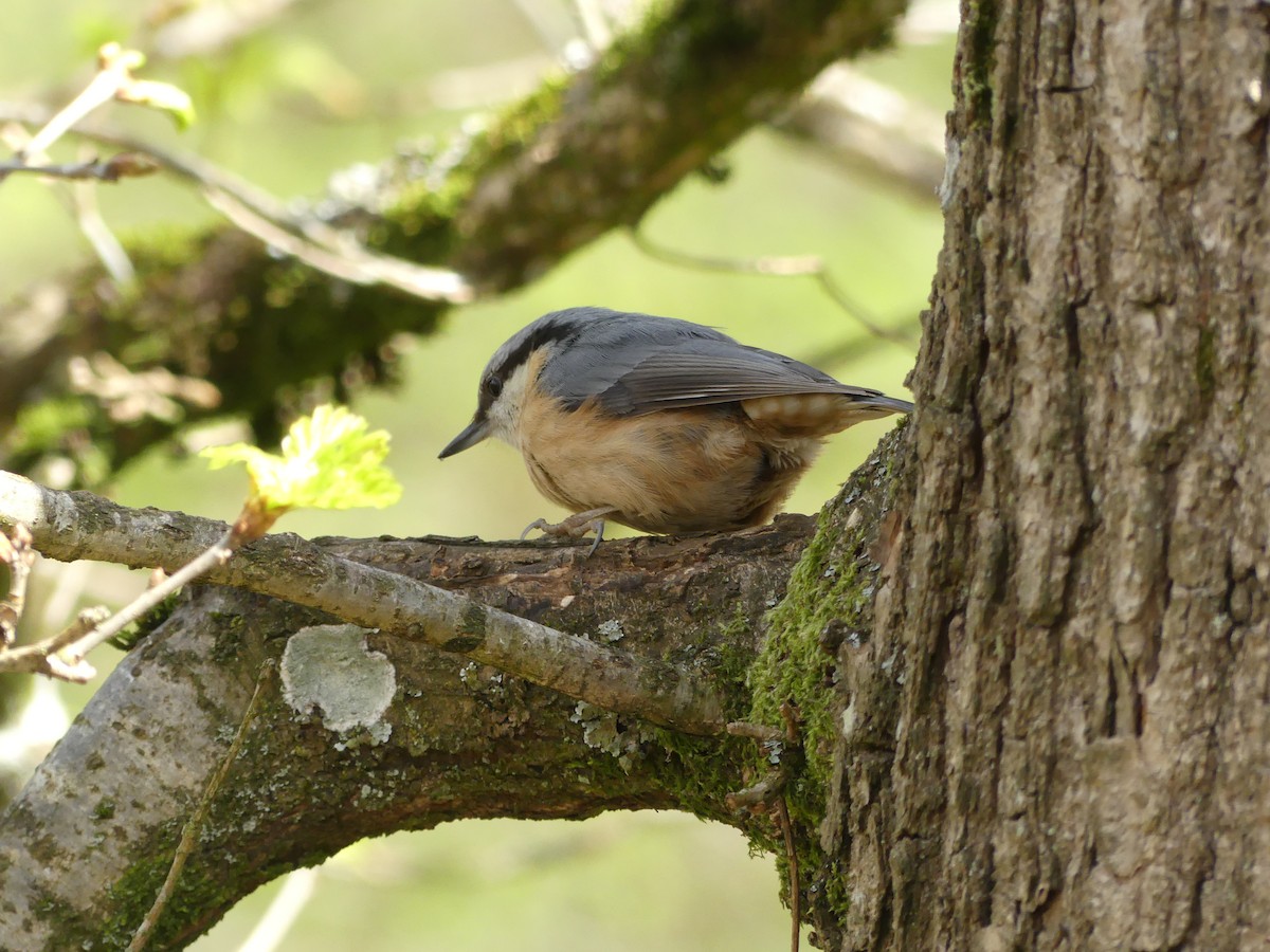Eurasian Nuthatch - ML634418926