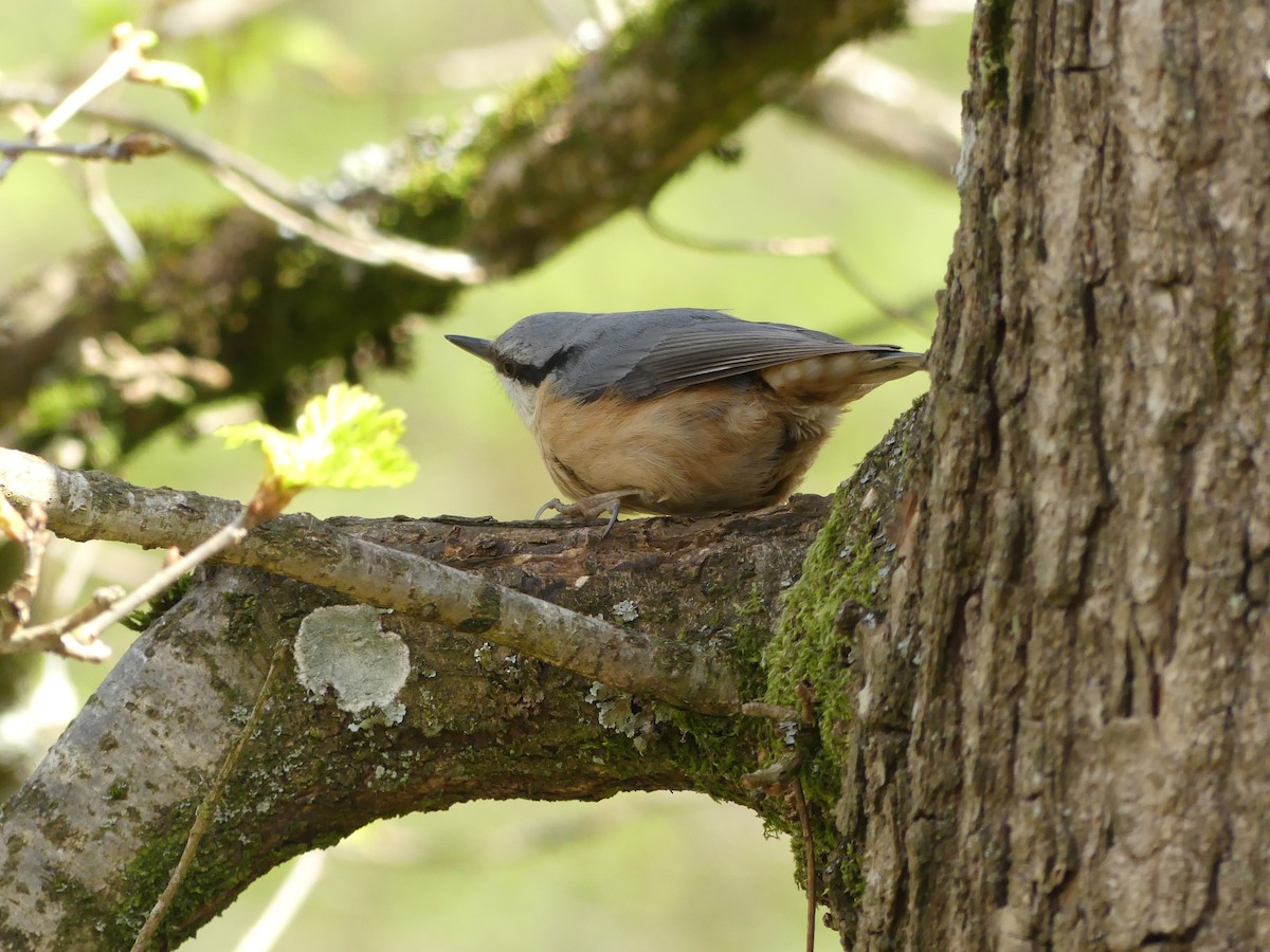 Eurasian Nuthatch - ML634418927