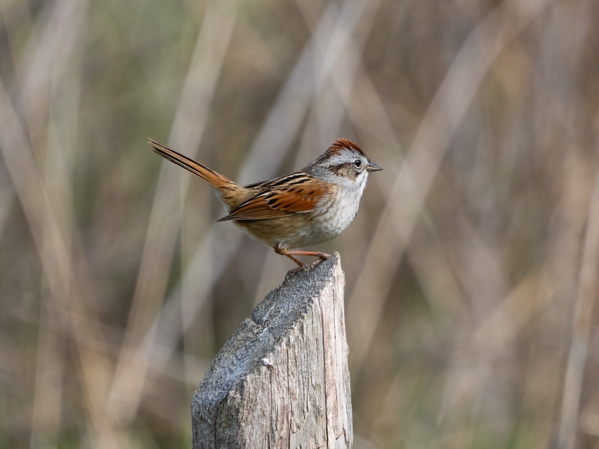 Swamp Sparrow - ML634418962