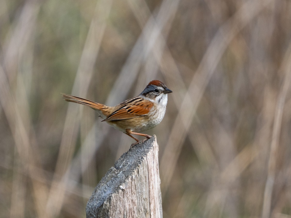 Swamp Sparrow - ML634418963