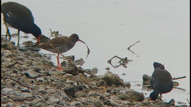 Common Redshank - ML634419179