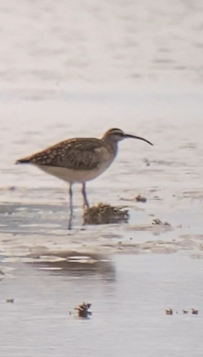 Bristle-thighed Curlew - ML634419232