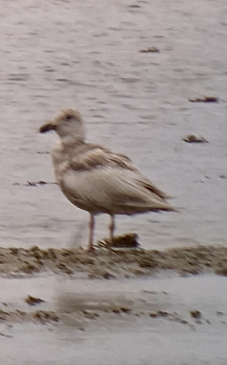 Glaucous-winged Gull - ML634419275
