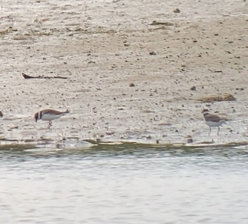 Semipalmated Plover - ML634419519