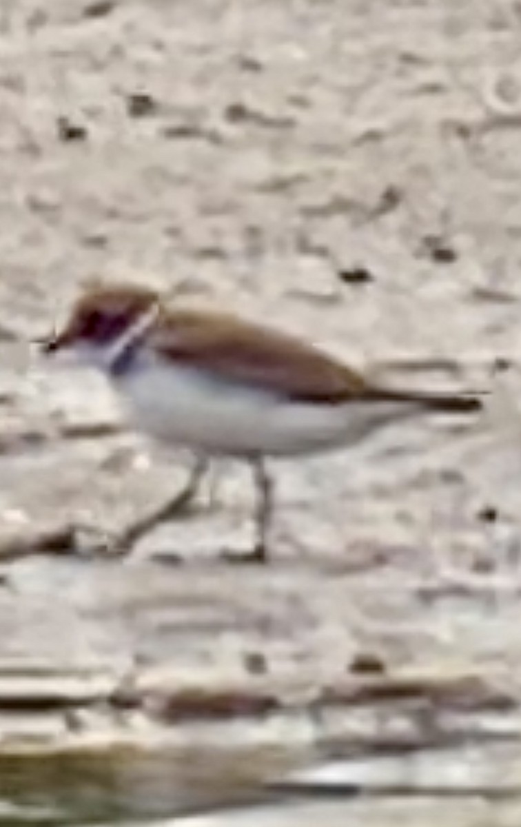 Semipalmated Plover - ML634419520